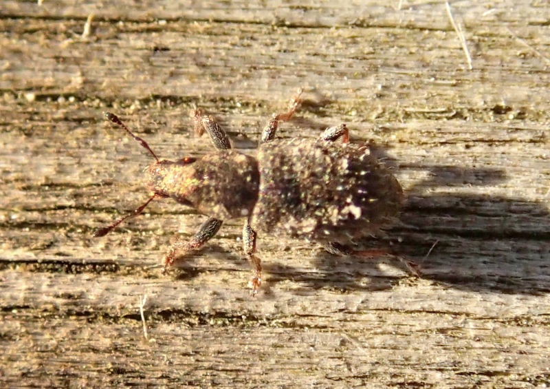 Curculionidae:  Sitona hispidulus